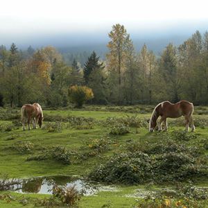 Horses in a field