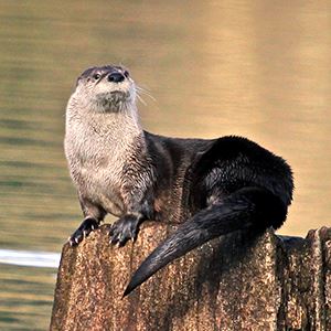 Otter on a log