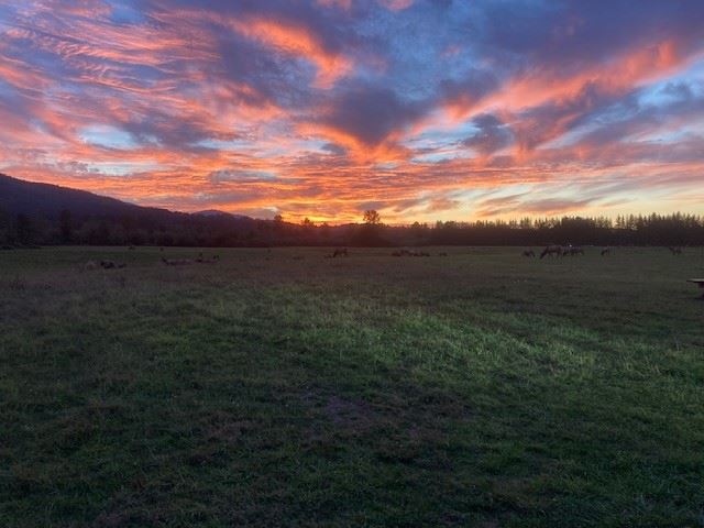 Elk at sunset, Meadowbrook, PHoto credit James Henderson