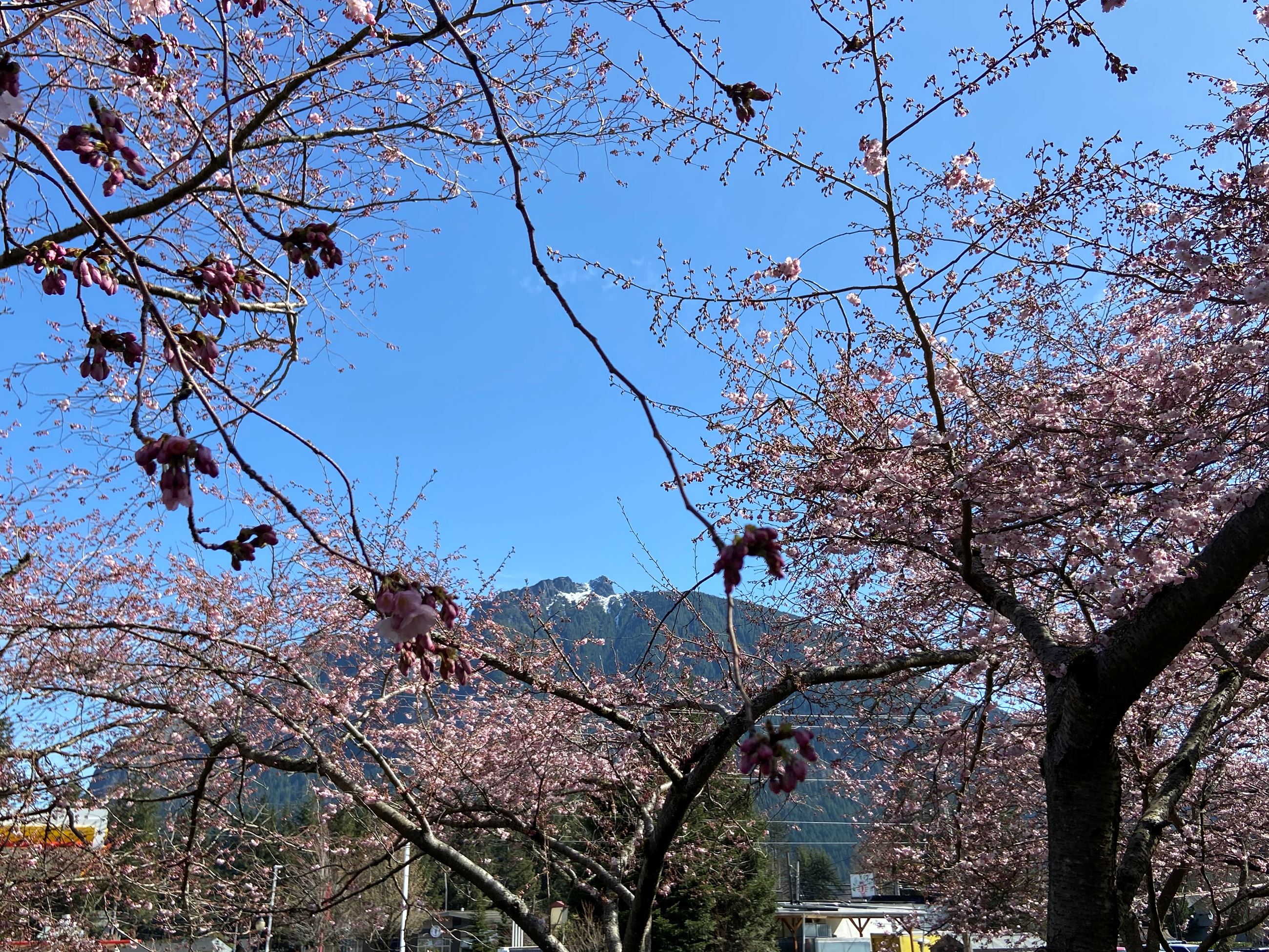 William Taylor Park, Cherry Trees, Mt Si