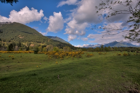 North Bend Cascade Meadow